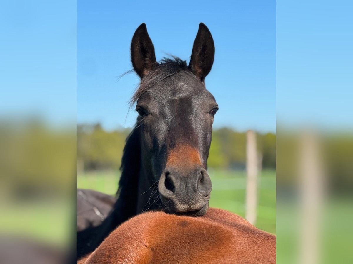 Westphalian Gelding 2 years Bay-Dark in Neuenkirchen-V&#xF6;rden