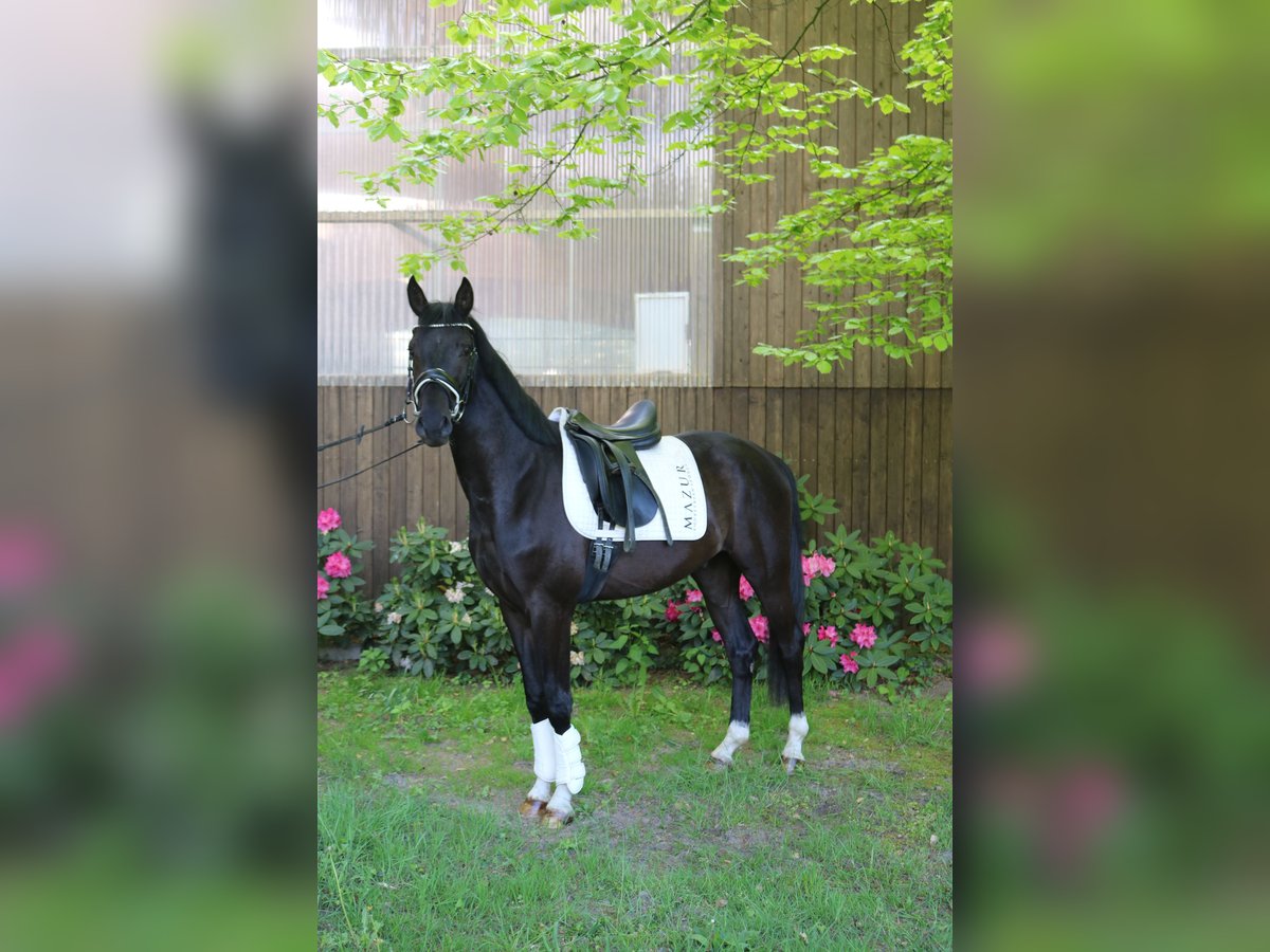 Westphalian Gelding 3 years 15,2 hh Black in Fürstenau