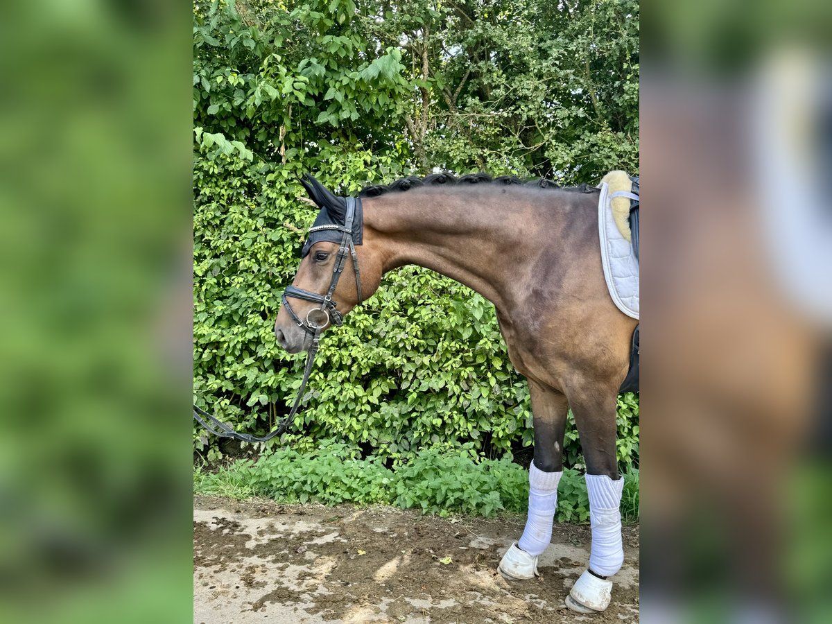 Westphalian Gelding 3 years 16,1 hh Bay-Dark in Sankt Wendel