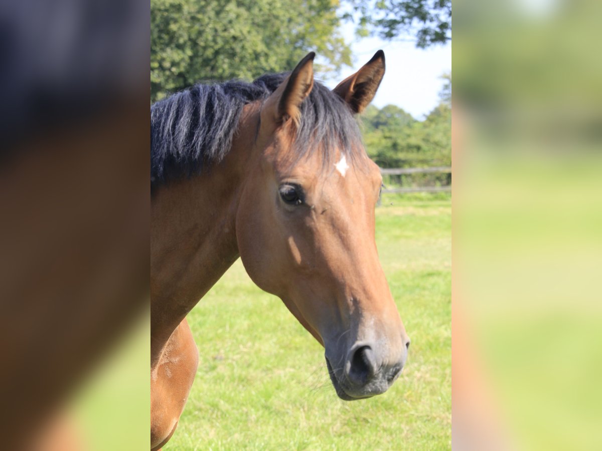 Westphalian Gelding 3 years 16,1 hh Brown in Rosendahl