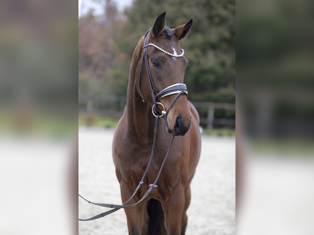 Westphalian Gelding 3 years 16,1 hh Brown in Sassenberg