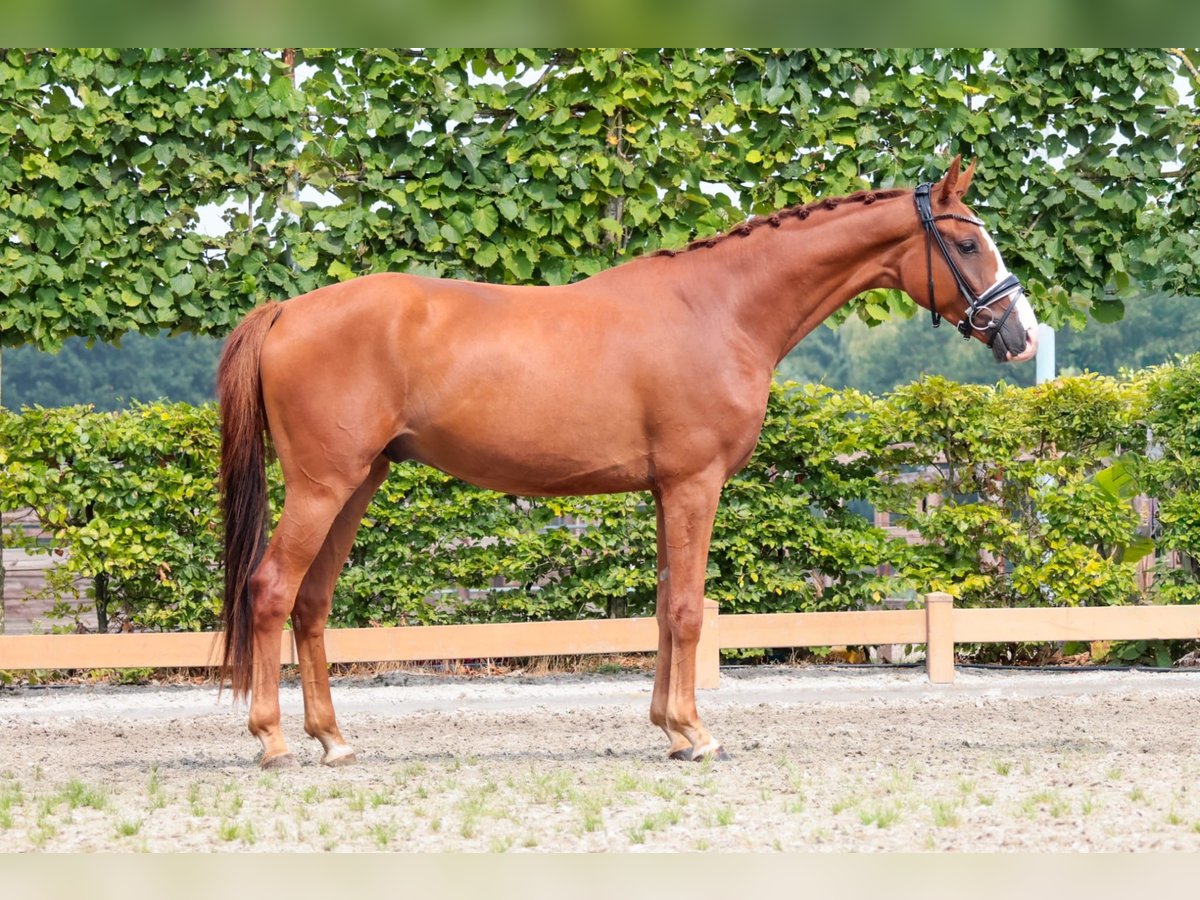 Westphalian Gelding 3 years 16,1 hh Chestnut-Red in Goch