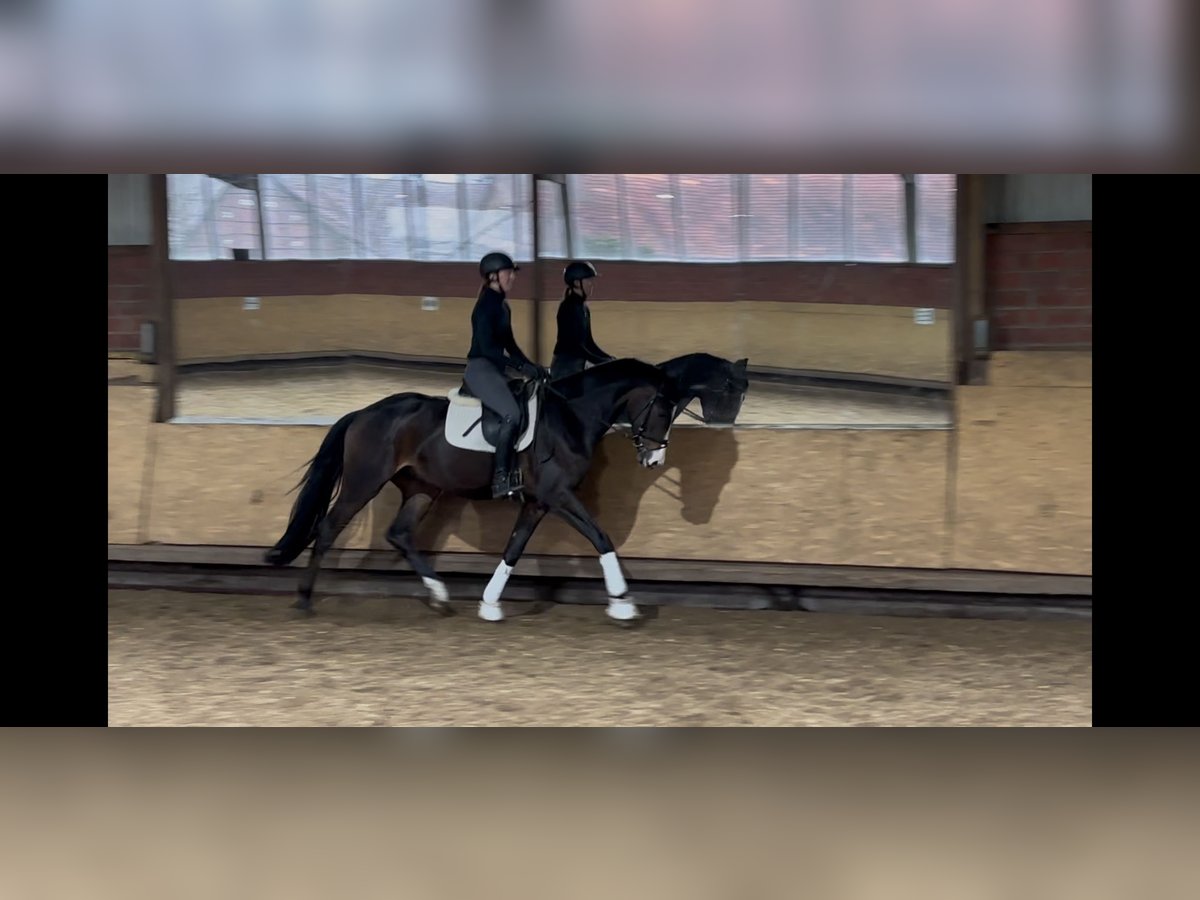 Westphalian Gelding 3 years 16,2 hh Bay-Dark in Greven