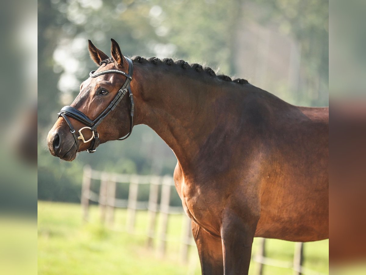 Westphalian Gelding 3 years 16,2 hh Bay-Dark in Groenekan