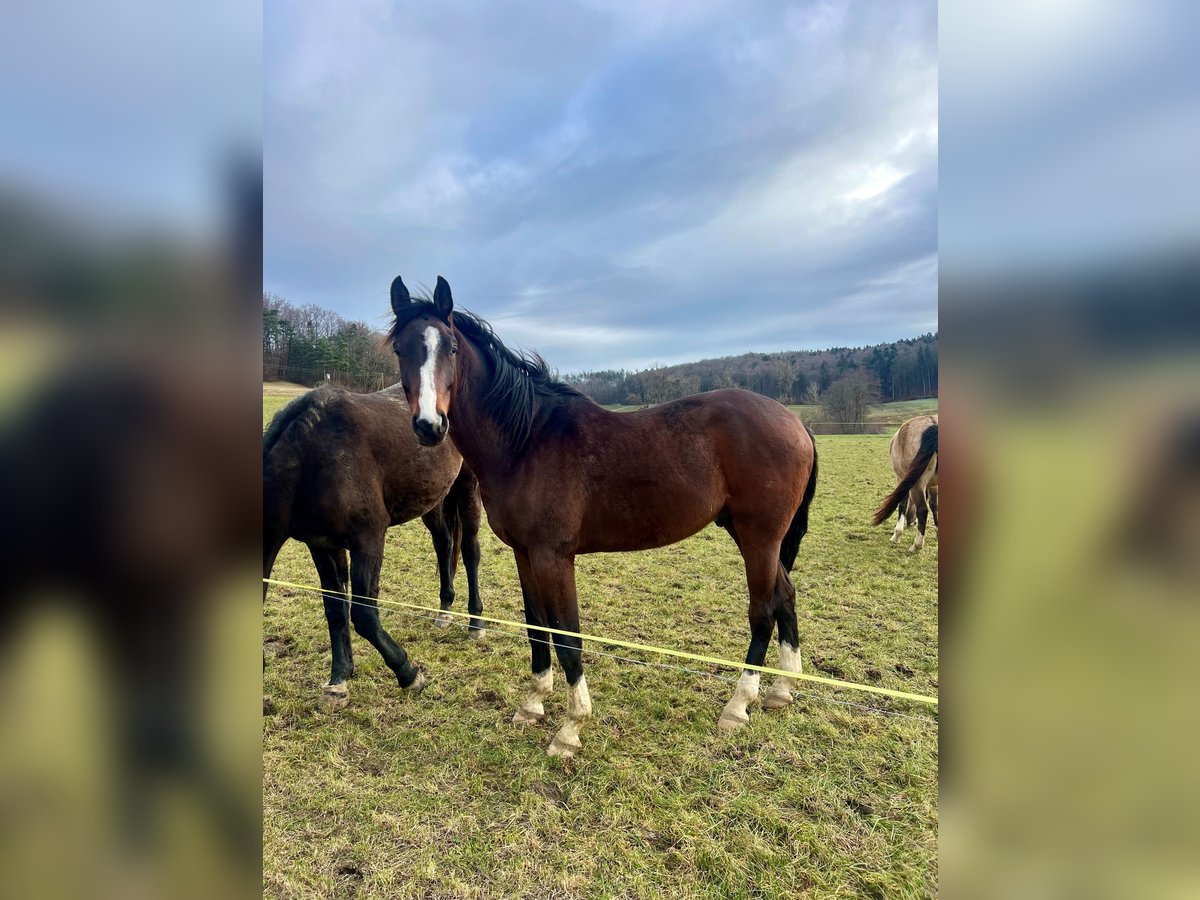 Westphalian Gelding 3 years 16,2 hh Brown in Hemishofen