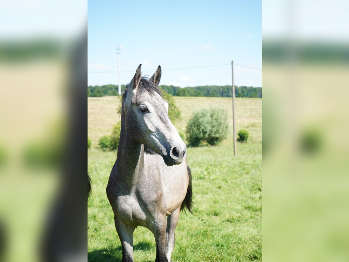 Westphalian Gelding 3 years 16,2 hh Gray-Fleabitten in Wuppertal