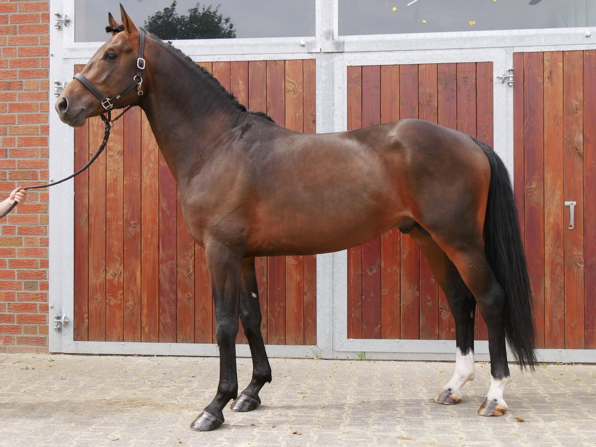 Westphalian Gelding 3 years 16 hh Bay-Dark in Dorsten