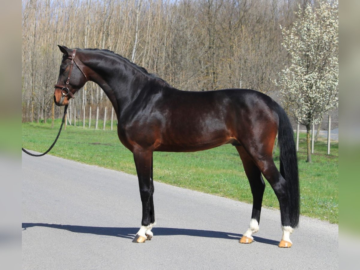 Westphalian Gelding 3 years 16 hh Bay-Dark in Snina