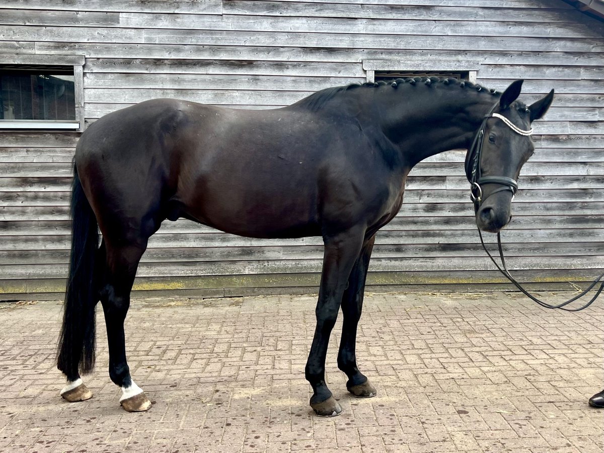 Westphalian Gelding 3 years 16 hh Black in Lingen