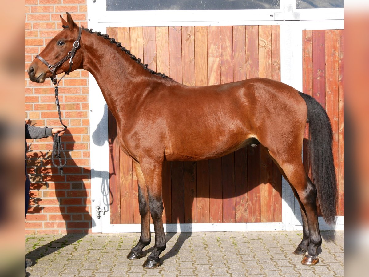 Westphalian Gelding 3 years 16 hh Brown in Dorsten