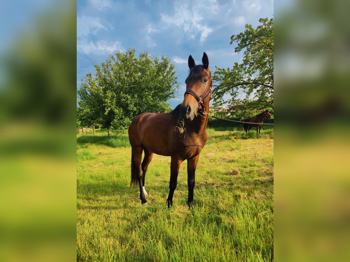 Westphalian Gelding 3 years 16 hh Brown in Uelversheim