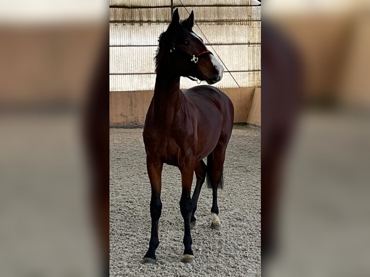 Westphalian Gelding 3 years 16 hh Brown in Dornburg