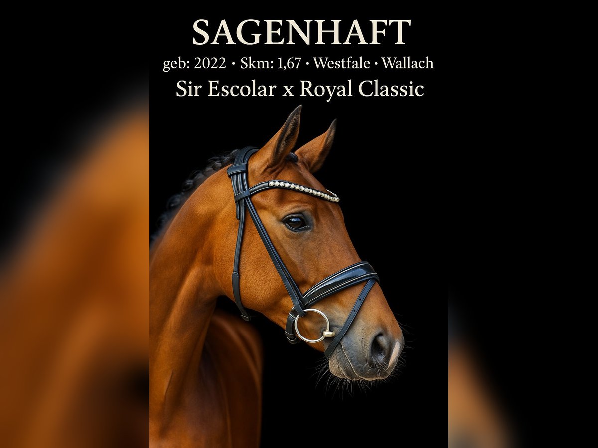 Westphalian Gelding 3 years 16,1 hh Brown in Rosenheim