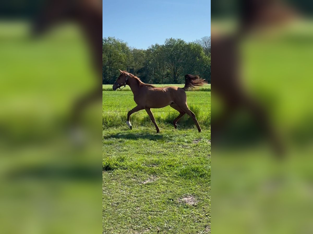 Westphalian Gelding 3 years 16,1 hh Chestnut-Red in Wesel