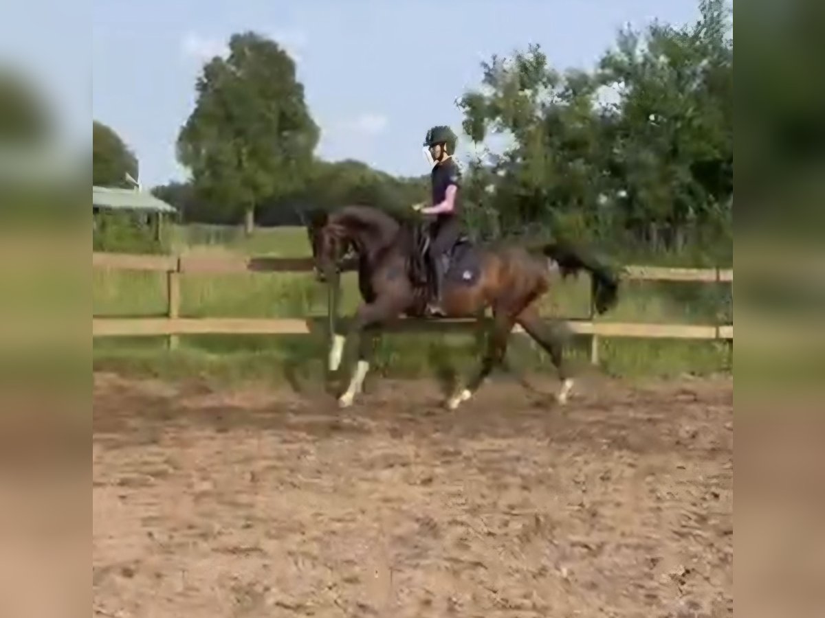 Westphalian Gelding 3 years 16,1 hh Smoky-Black in Arnsnesta