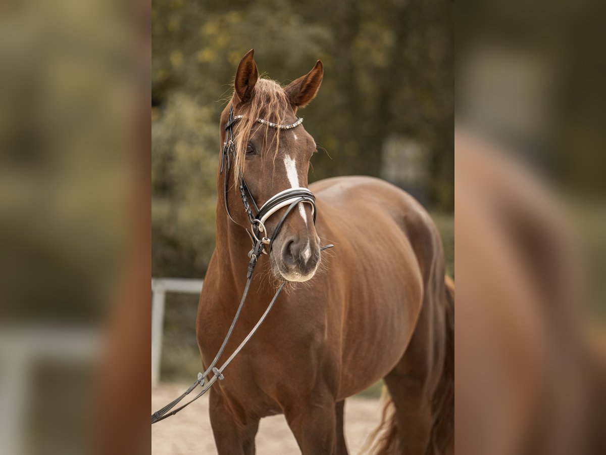 Westphalian Gelding 3 years 16,2 hh Chestnut in Hockenheim