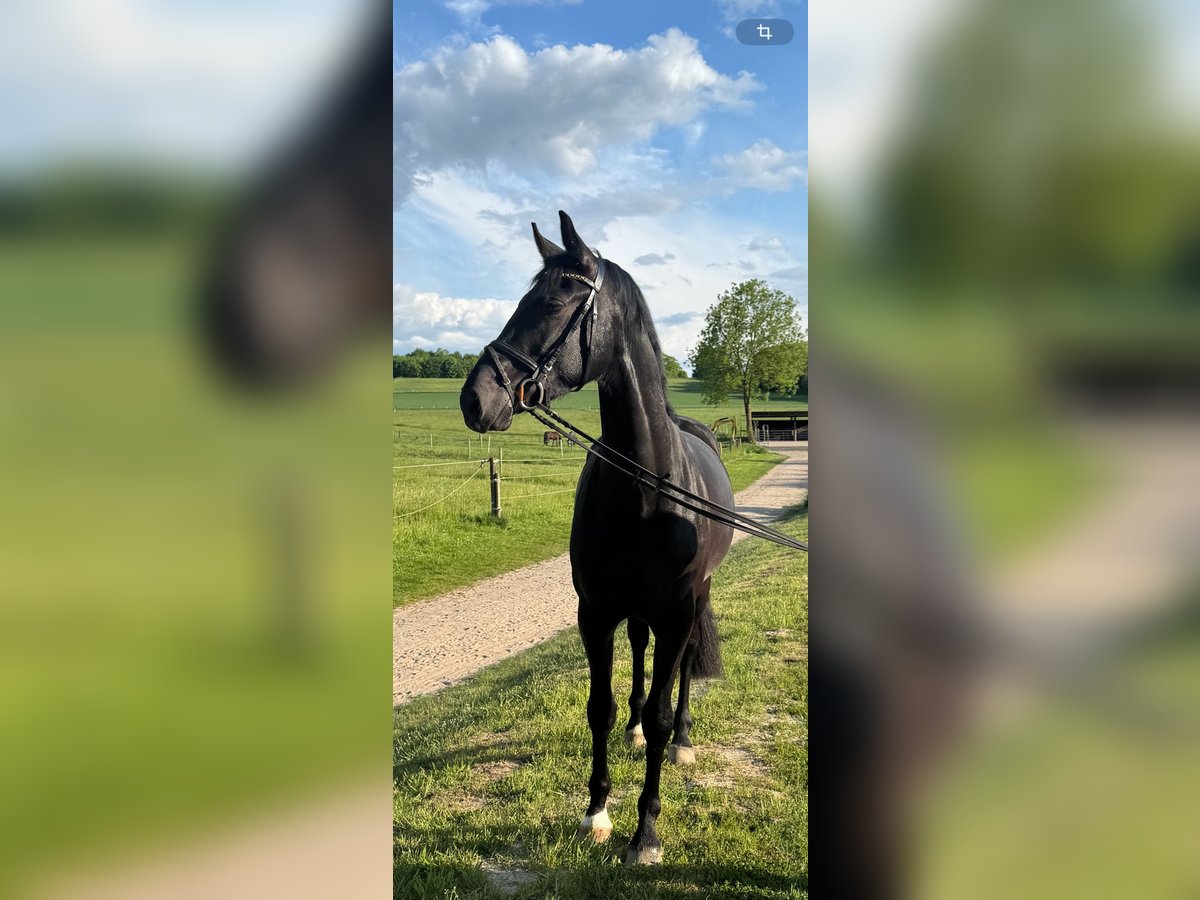 Westphalian Gelding 3 years 16,2 hh in Georgsmarienhütte