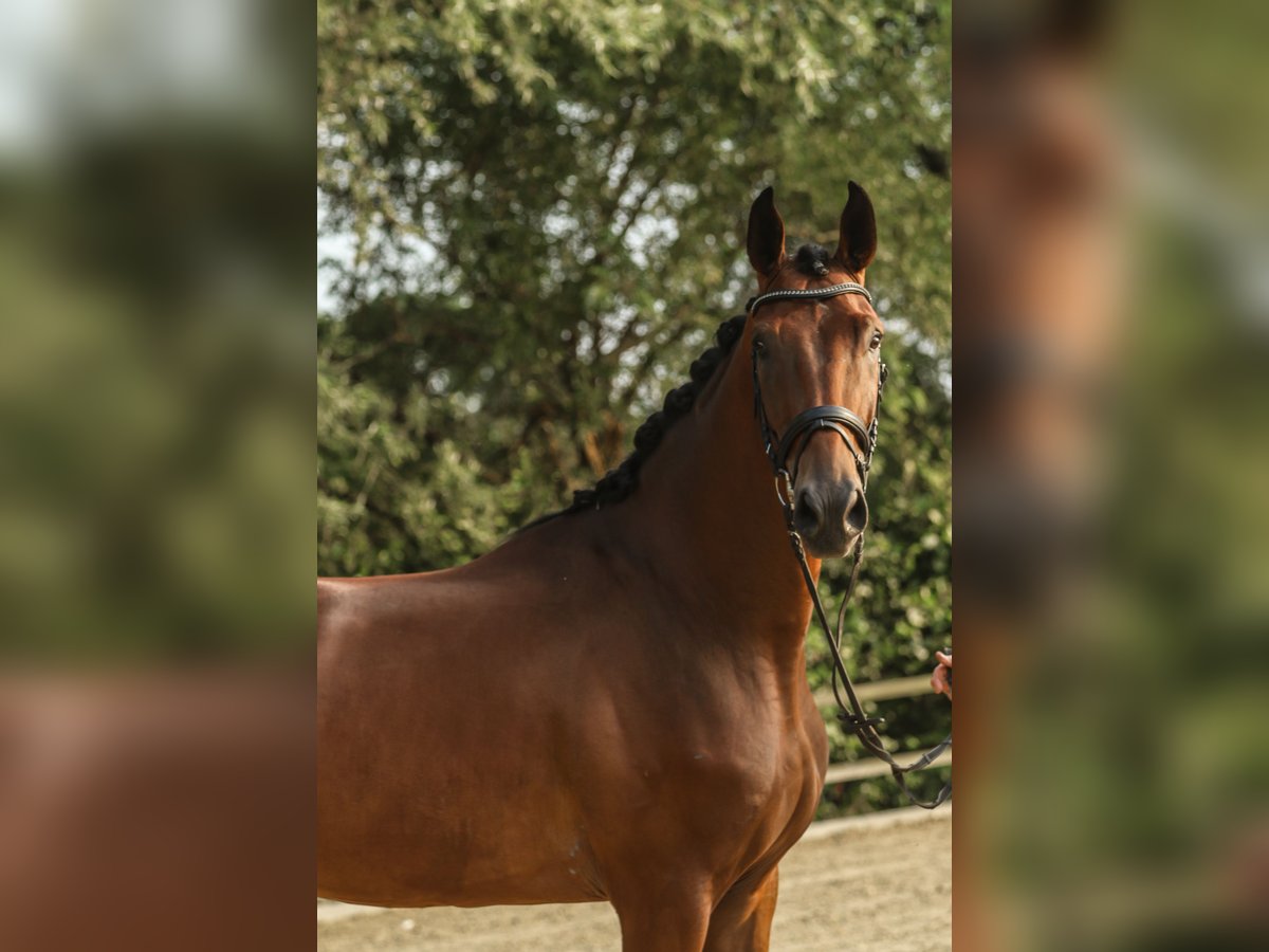 Westphalian Gelding 3 years 16,3 hh Brown in Lippstadt