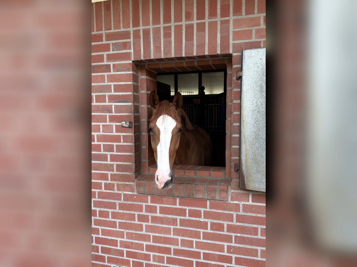 Westphalian Gelding 3 years 16,3 hh Chestnut-Red in Salzbergen