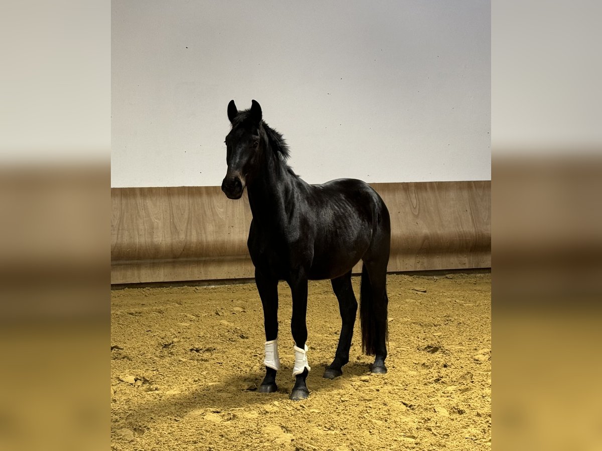 Westphalian Gelding 3 years 17,1 hh Smoky-Black in Sankt Augustin