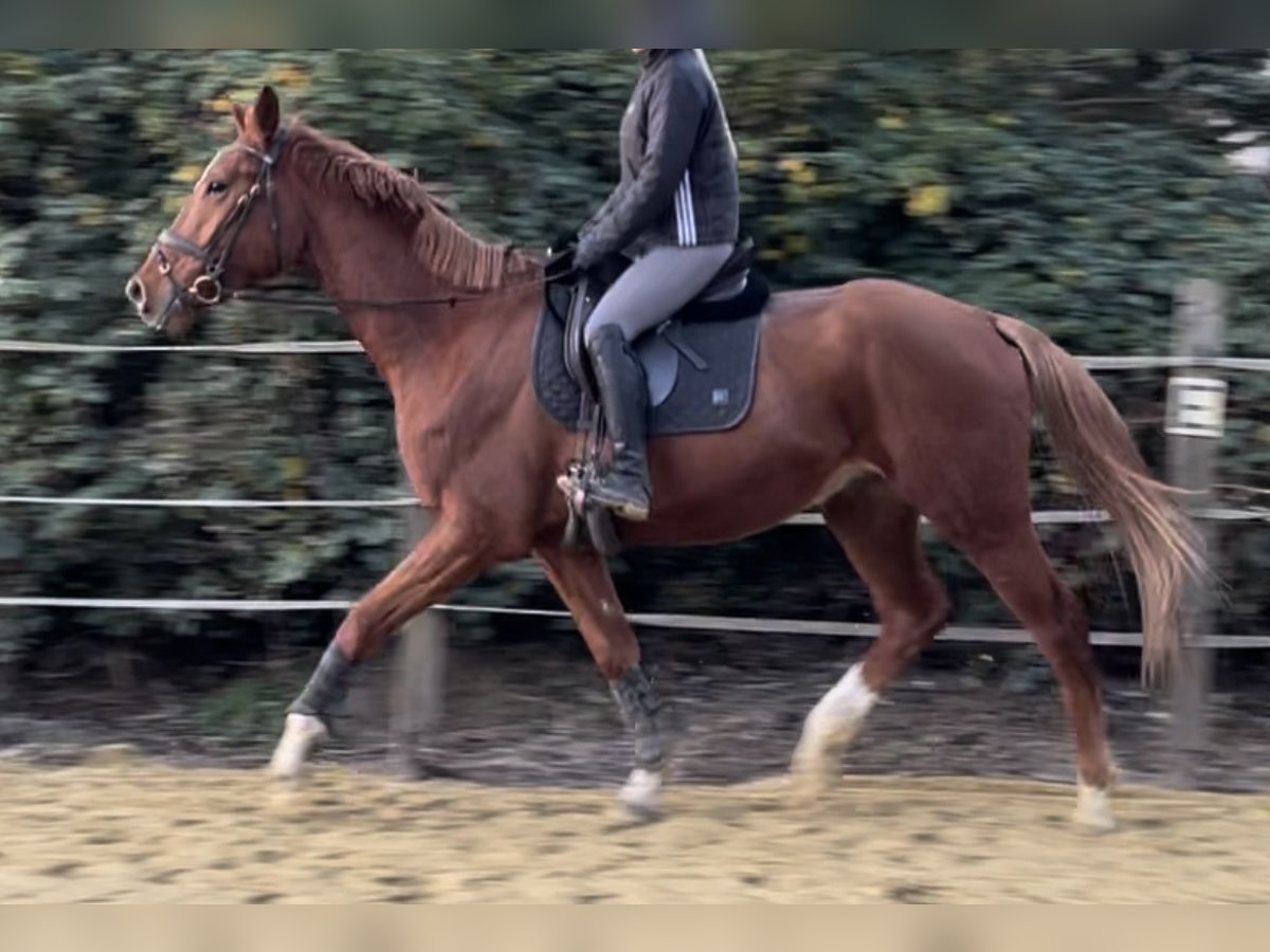 Westphalian Gelding 3 years 17 hh Chestnut-Red in Oberhausen