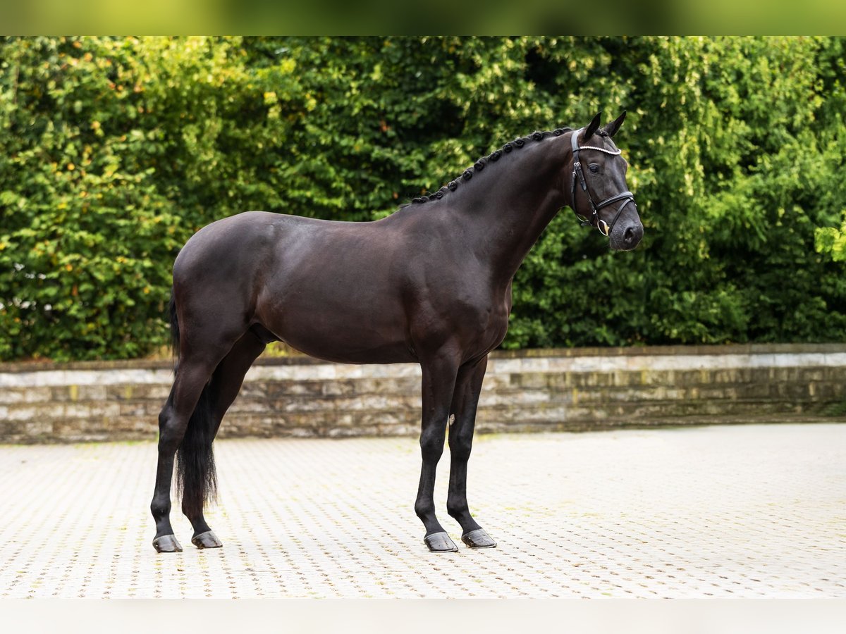 Westphalian Gelding 3 years Black in Bocholt