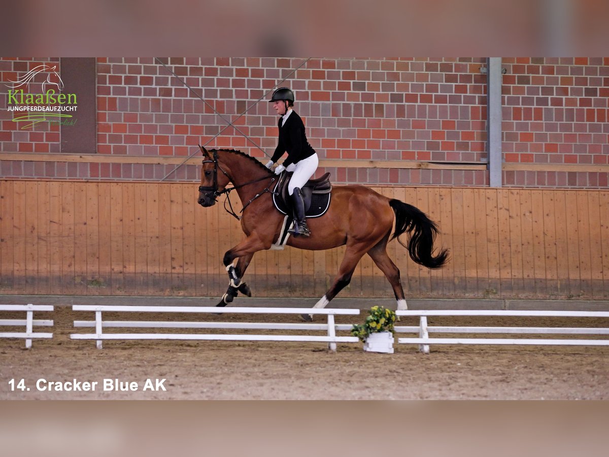 Westphalian Gelding 3 years Brown in Bocholt
