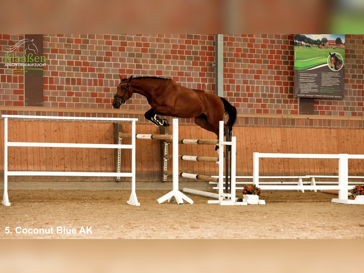 Westphalian Gelding 3 years Brown in Bocholt