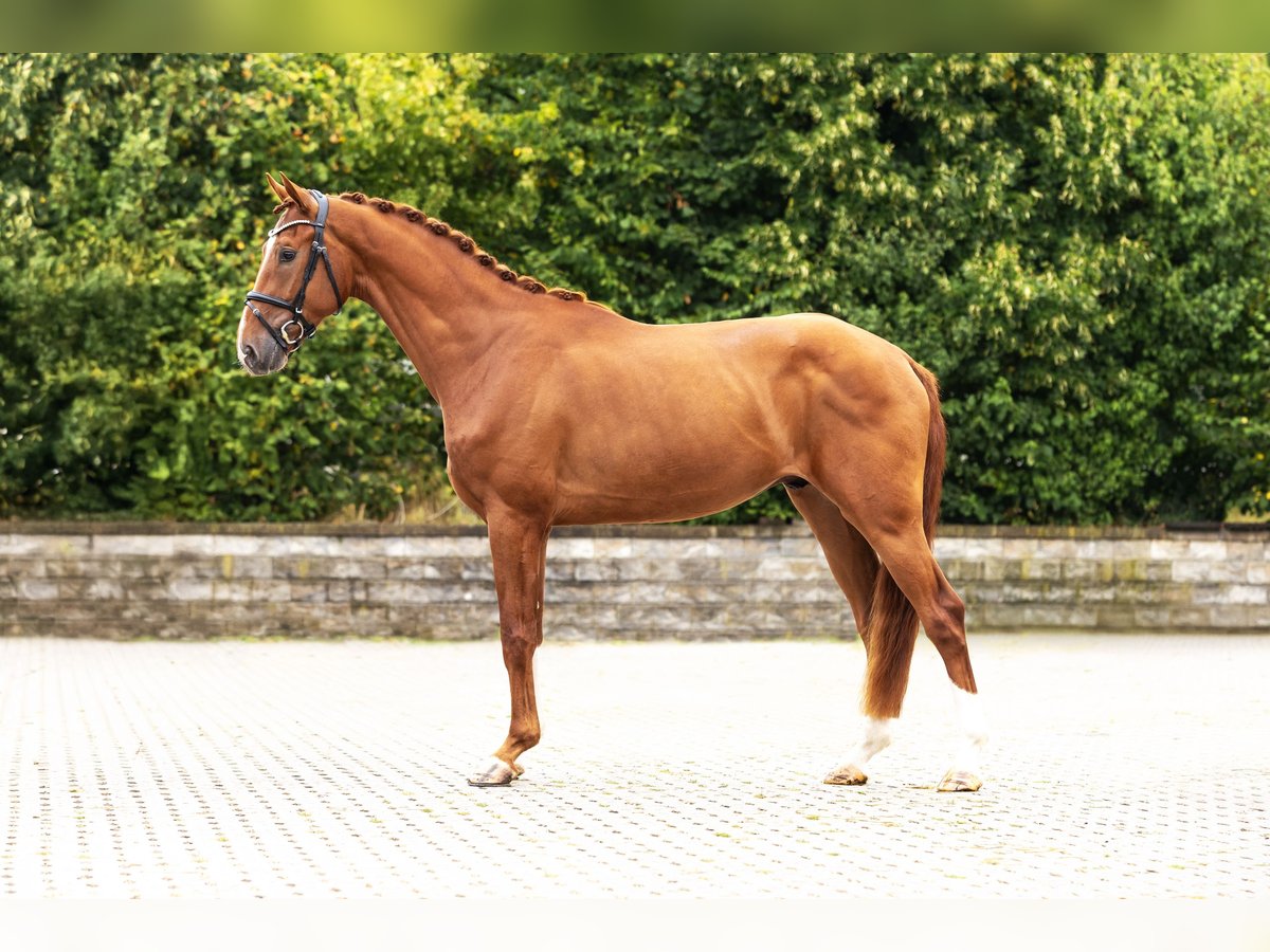 Westphalian Gelding 3 years Chestnut-Red in Bocholt
