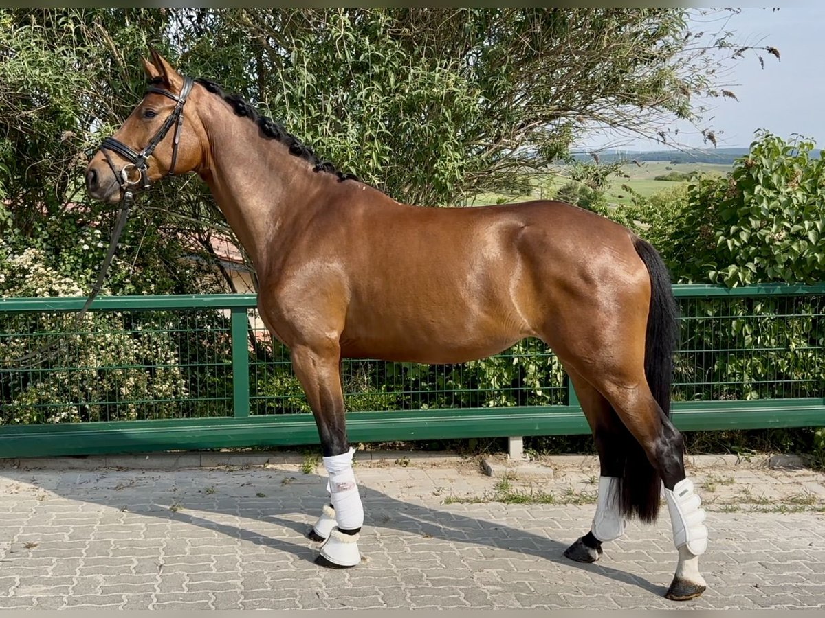Westphalian Gelding 3 years in Windesheim