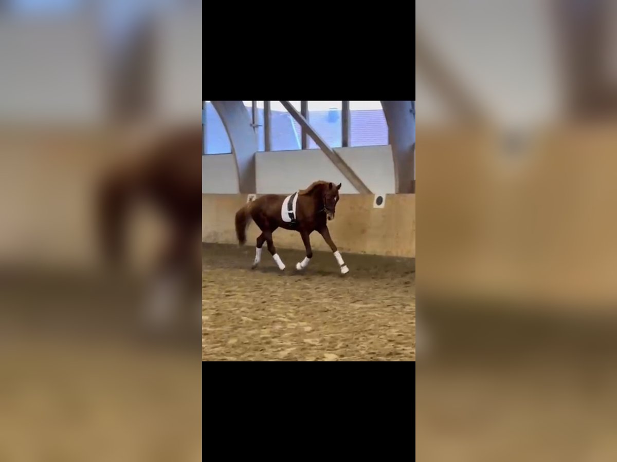 Westphalian Gelding 4 years 15,2 hh Chestnut-Red in Rheda-Wiedenbrück