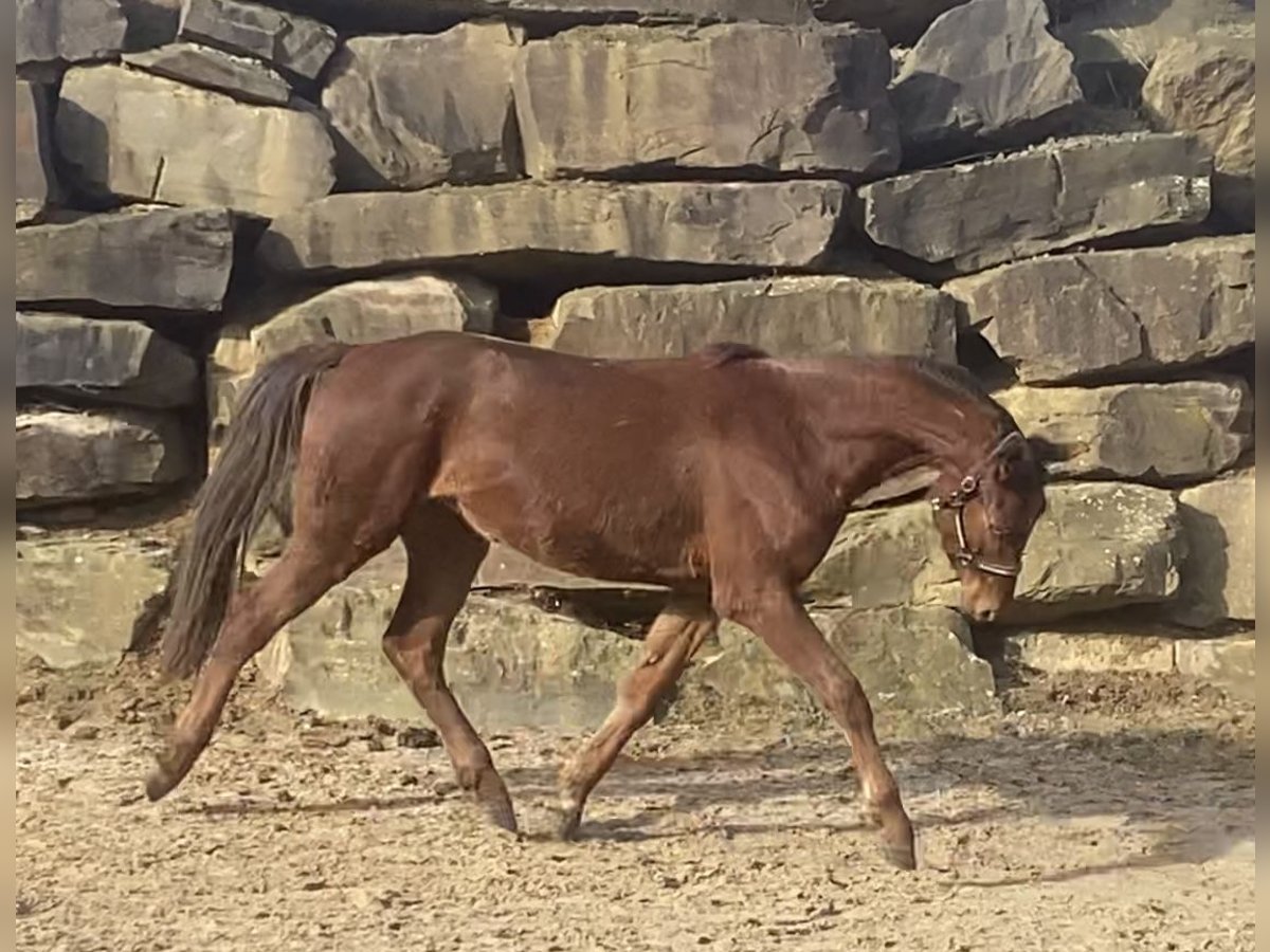 Westphalian Gelding 4 years 15,2 hh Sorrel in Lindlar