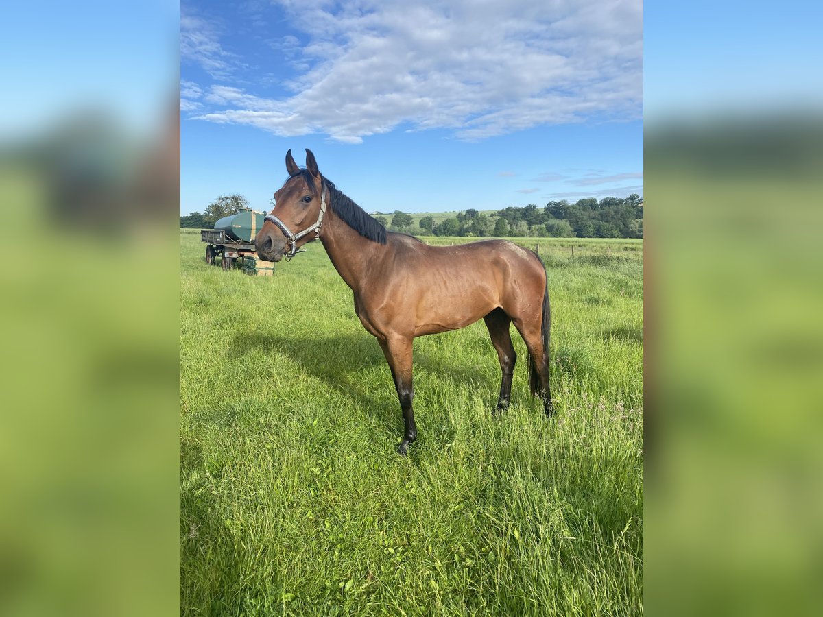 Westphalian Gelding 4 years 15,3 hh Brown-Light in B&#xFC;ren