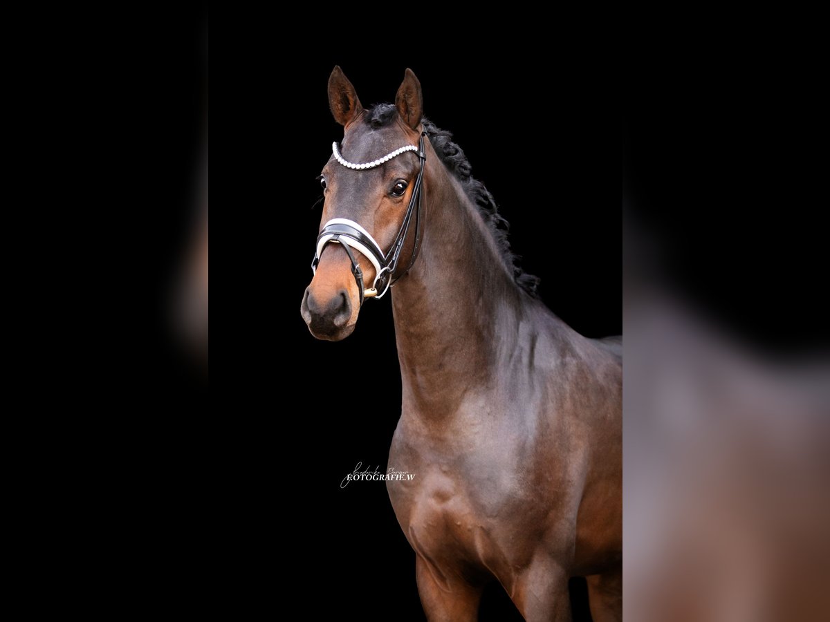 Westphalian Gelding 4 years 16,1 hh Bay-Dark in Lehrberg