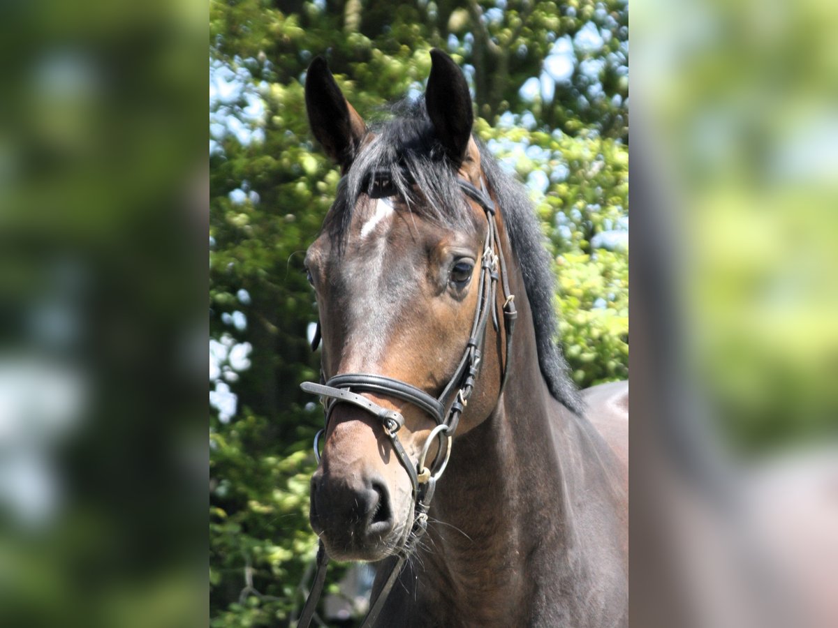 Westphalian Gelding 4 years 16,1 hh Bay-Dark in Worms