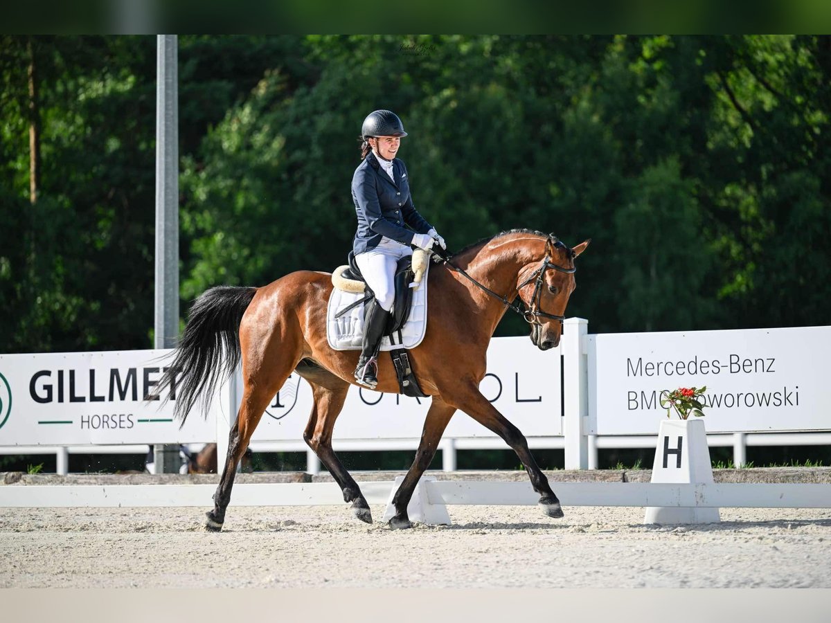 Westphalian Gelding 4 years 16,1 hh Bay in Potęgowo