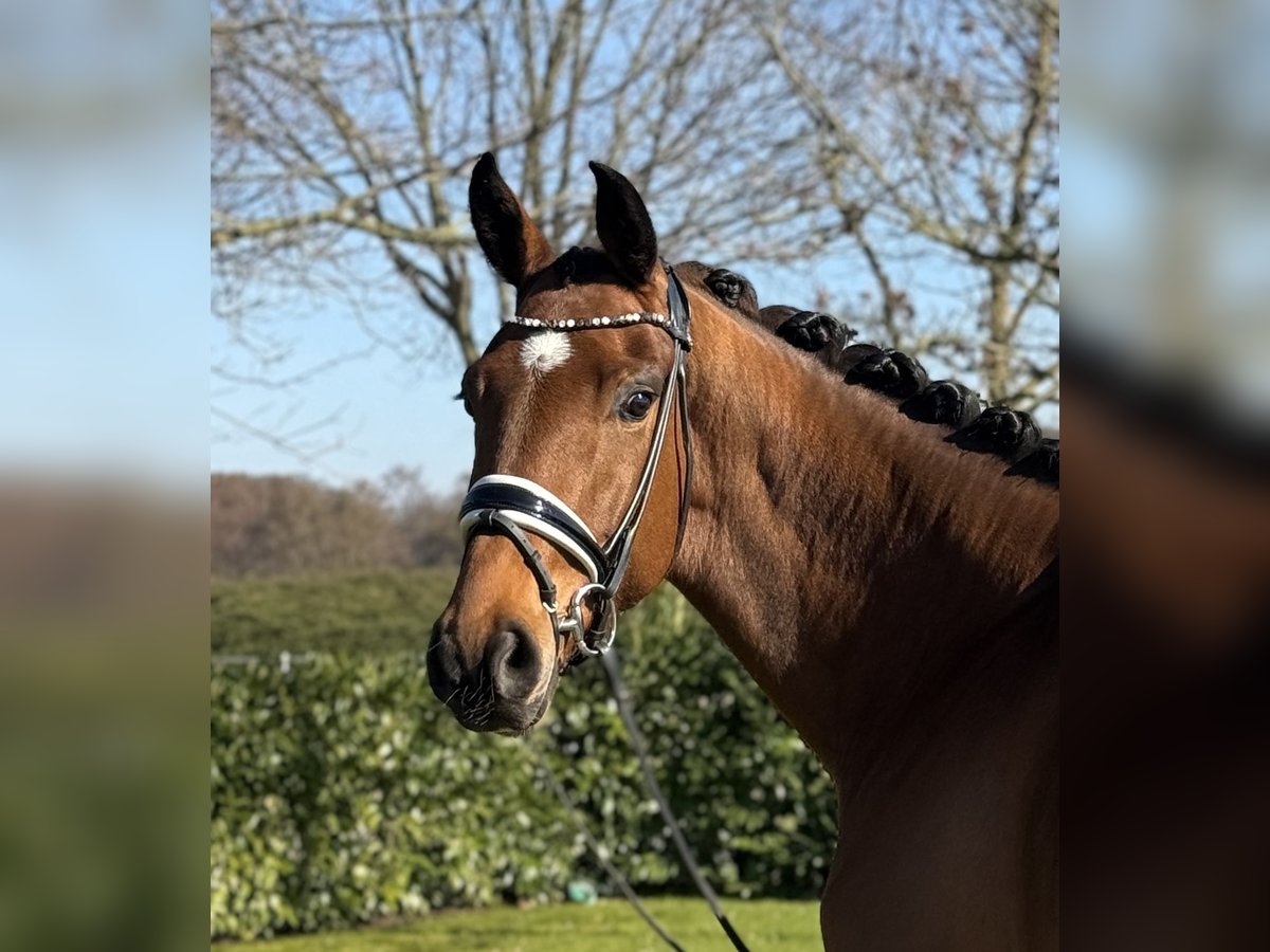 Westphalian Gelding 4 years 16,1 hh Brown in Visbek