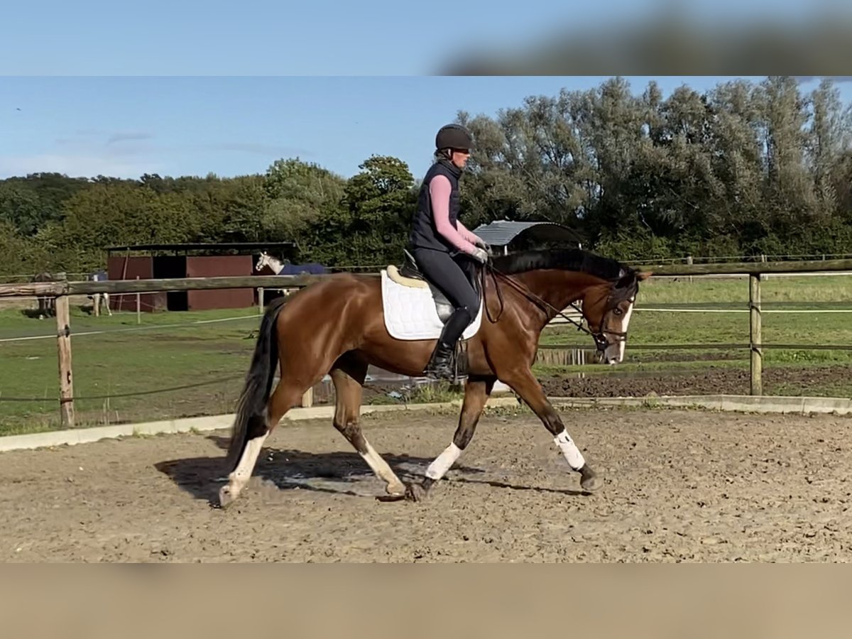 Westphalian Gelding 4 years 16,1 hh Brown in Ennigerloh