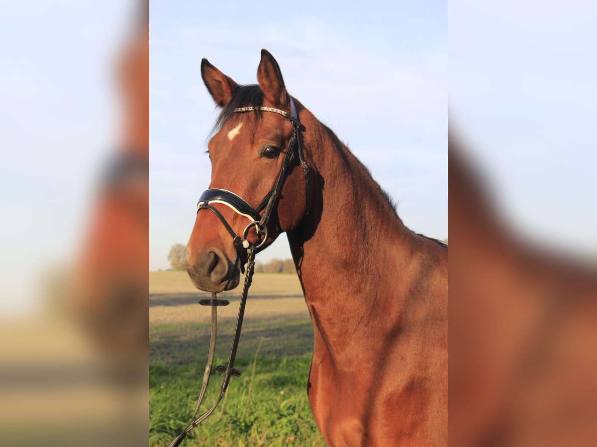 Westphalian Gelding 4 years 16,1 hh Brown in Rosendahl