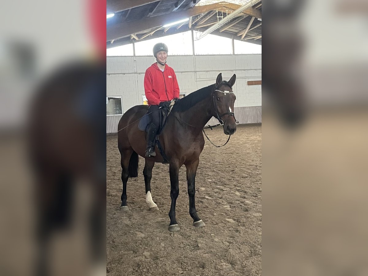 Westphalian Gelding 4 years 16,1 hh Brown in Schenklengsfeld