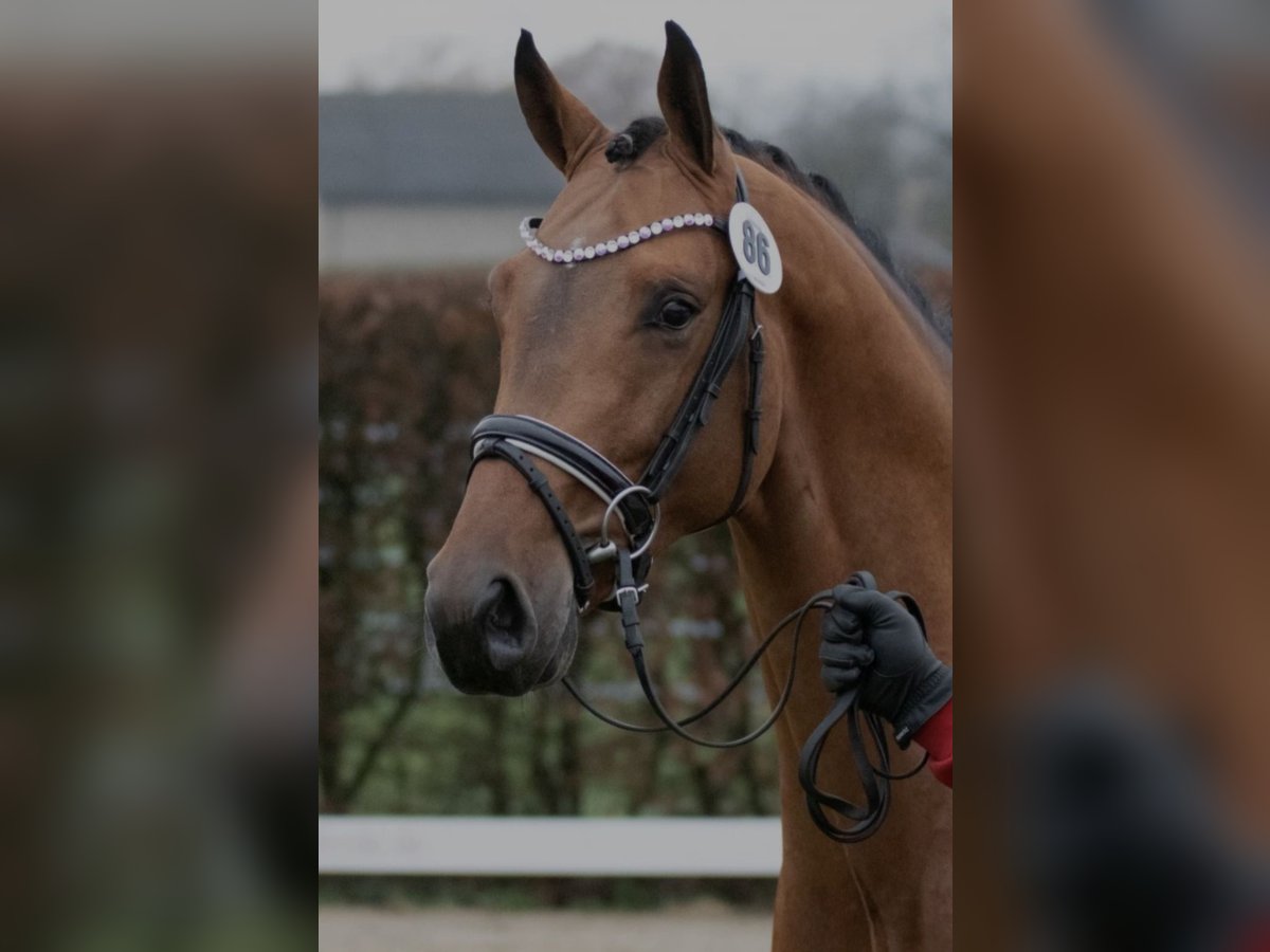 Westphalian Gelding 4 years 16,1 hh Brown in Willich