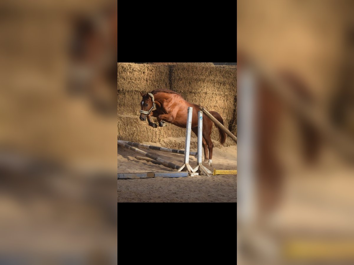 Westphalian Gelding 4 years 16,1 hh Chestnut-Red in Overath