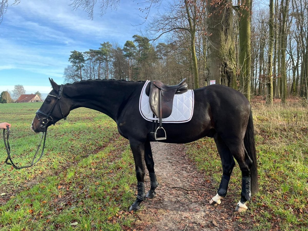 Westphalian Gelding 4 years 16,1 hh in Porta Westfalica