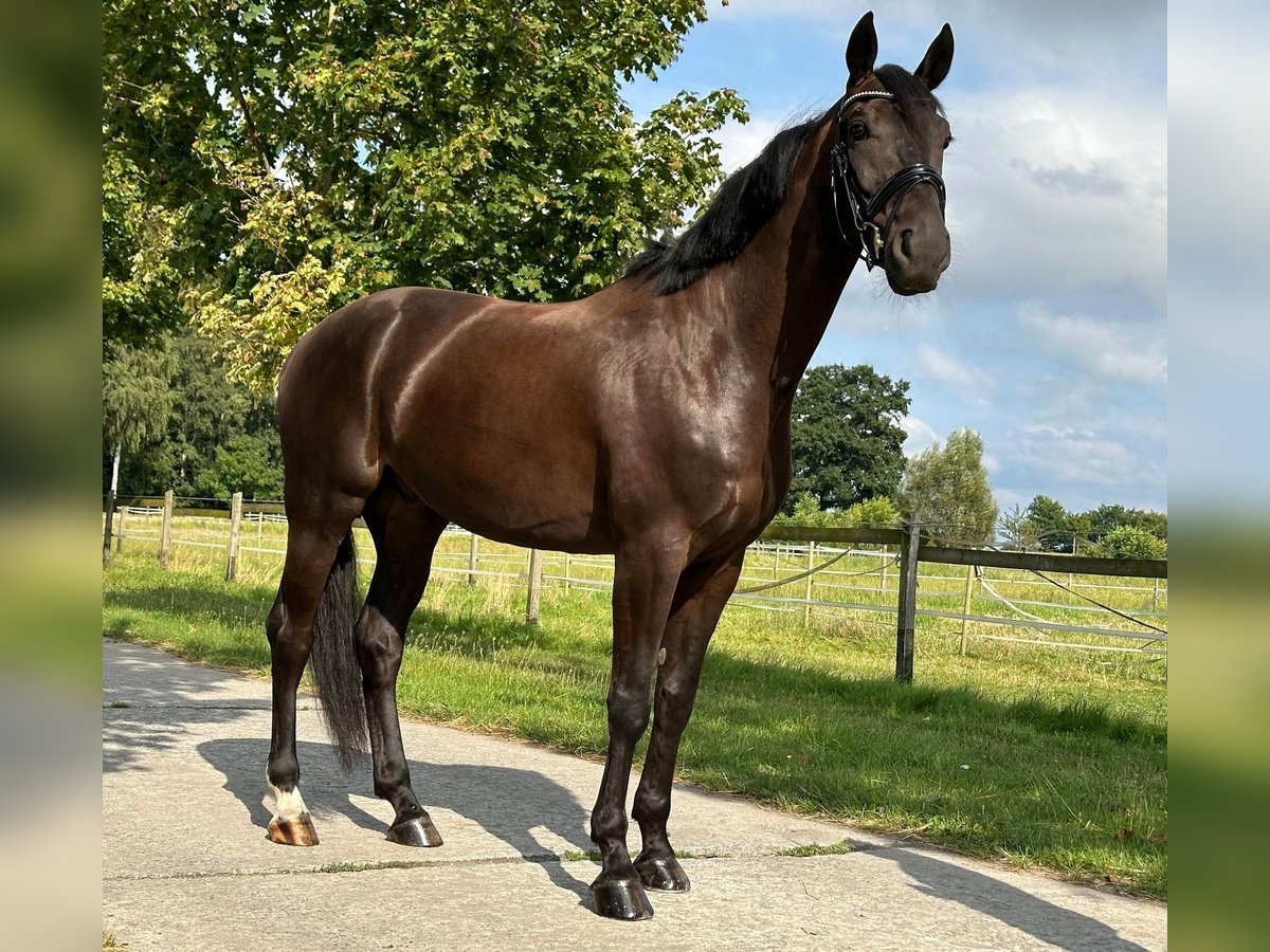 Westphalian Gelding 4 years 16,1 hh Smoky-Black in Langenberg