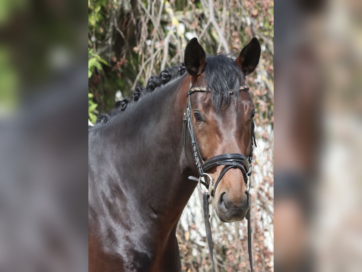 Westphalian Gelding 4 years 16,2 hh Bay-Dark in Erftstadt