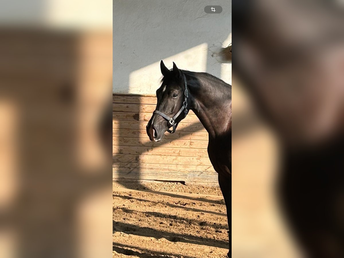 Westphalian Gelding 4 years 16,2 hh Black in Heidesheim am Rhein