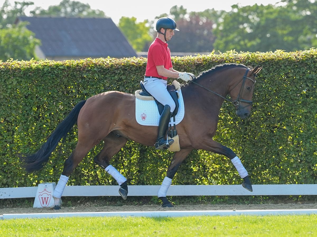 Westphalian Gelding 4 years 16,2 hh Brown in Münster