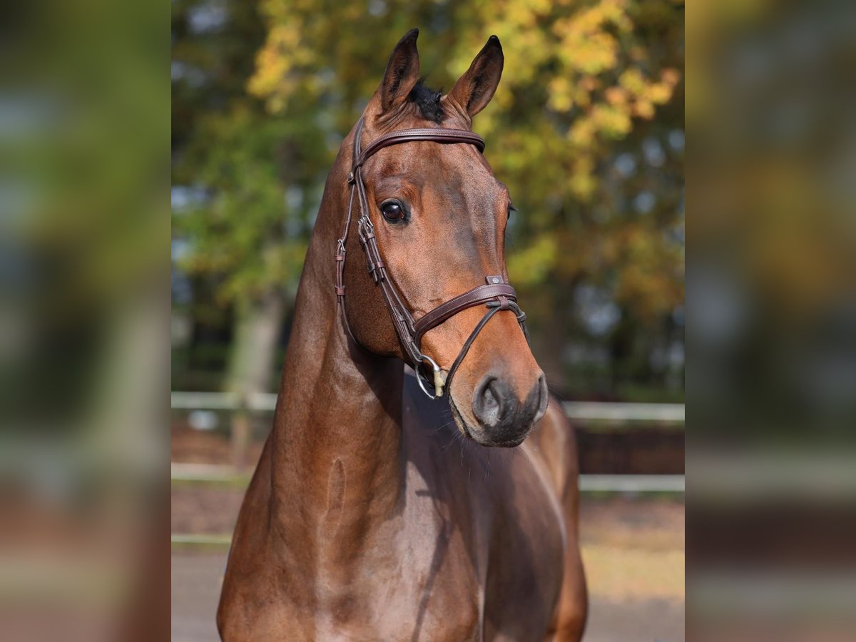 Westphalian Gelding 4 years 16,2 hh Brown in Diepholz