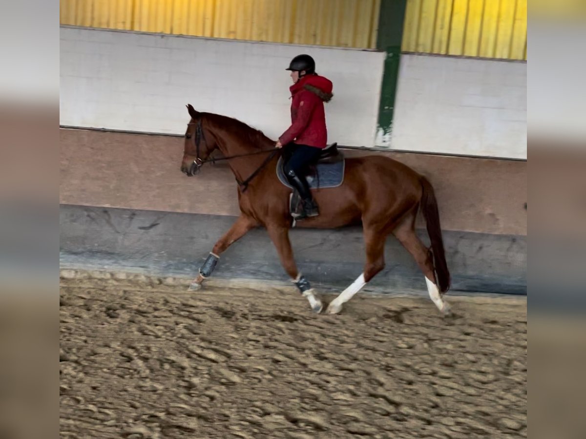 Westphalian Gelding 4 years 16,2 hh Chestnut-Red in Versmold