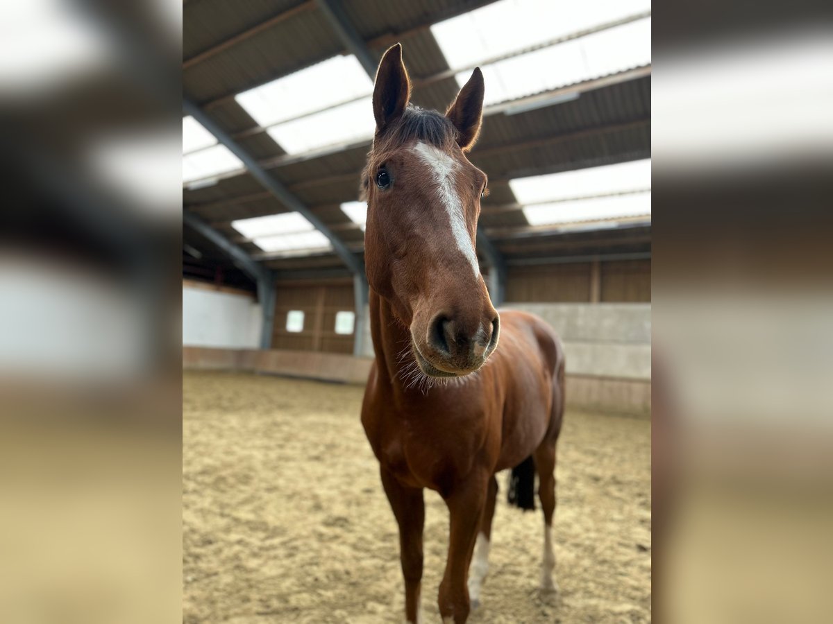 Westphalian Gelding 4 years 16,2 hh Chestnut-Red in Lage